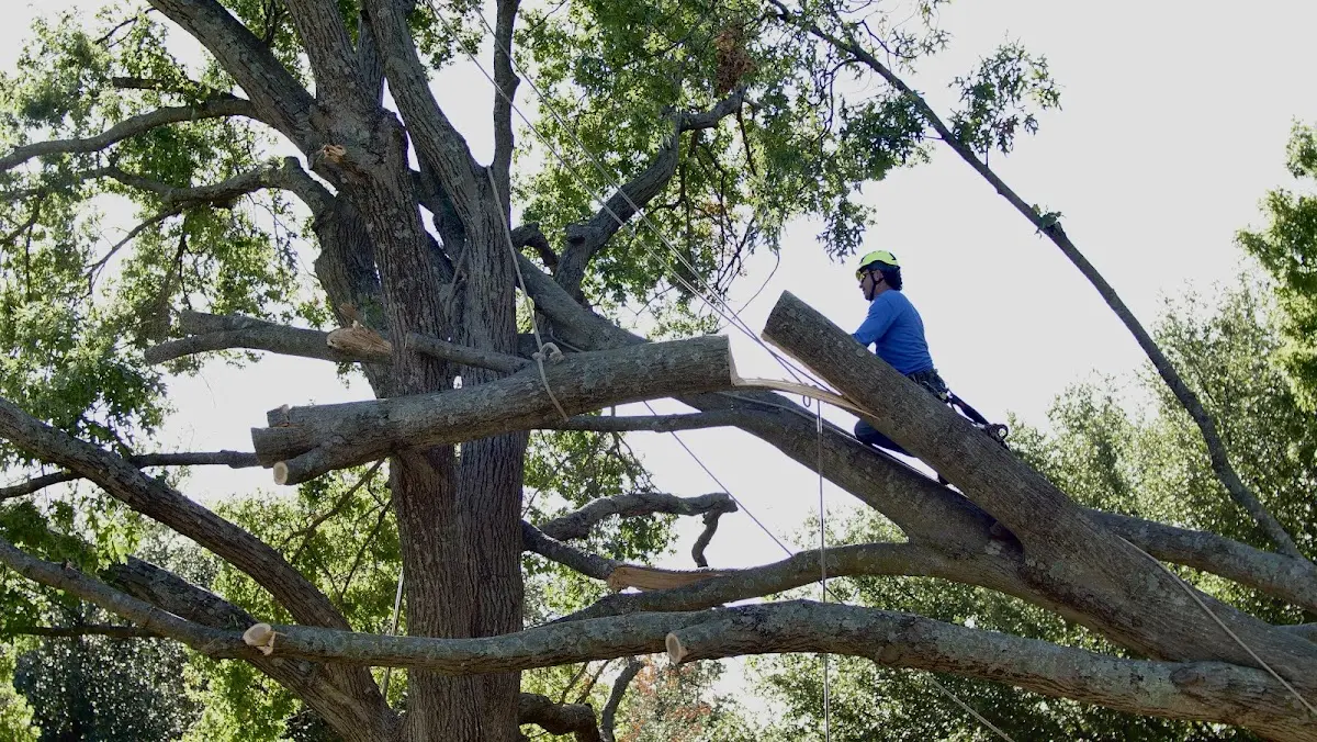 Professional Hazardous Tree Removal performed by certified arborists in Gibson